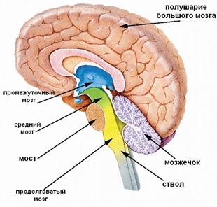 Строение головного мозга