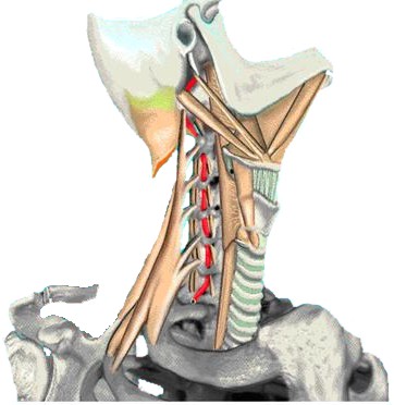 Вертебро-базилярной недостаточности