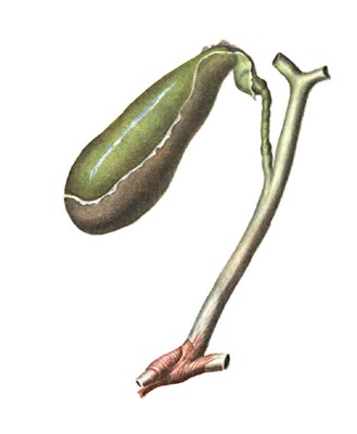 Желчные протоки