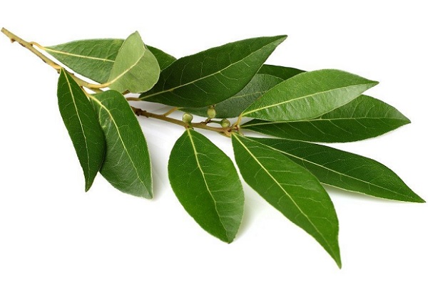 Зеленая лаврушка