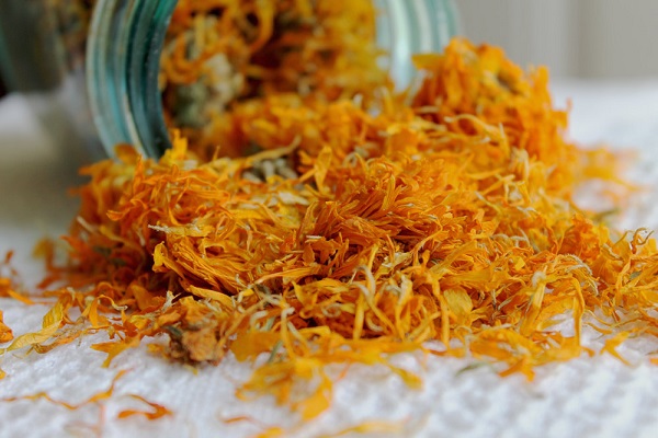 Календула лекарственная