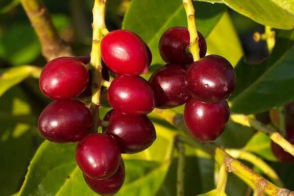 Лавровишня