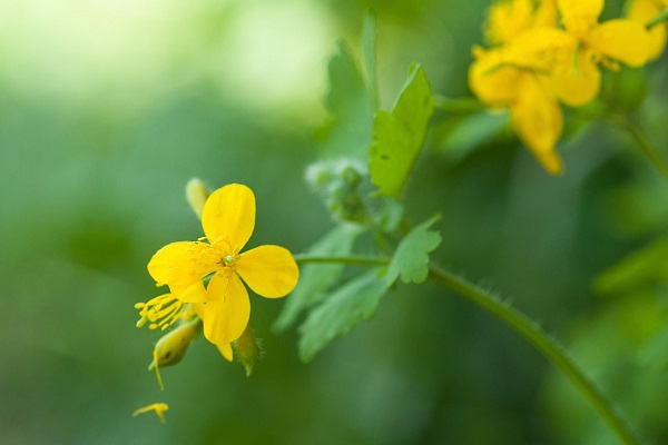 Трава чистотел