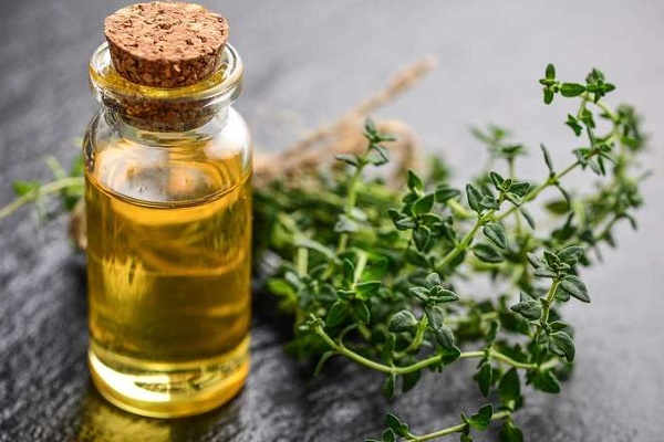 Полезный при акне и постакне розмарин