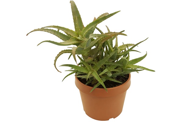 Алоэ в горшке