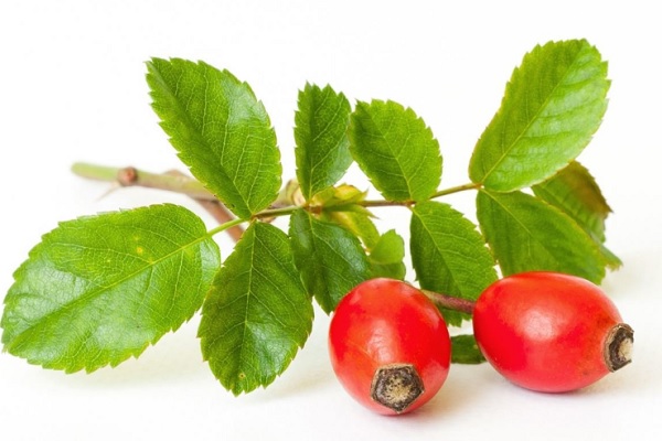 Ягоды шиповника