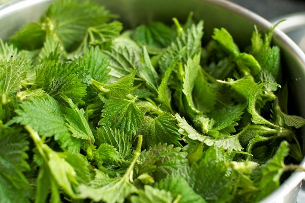 Крапива для лечения акне