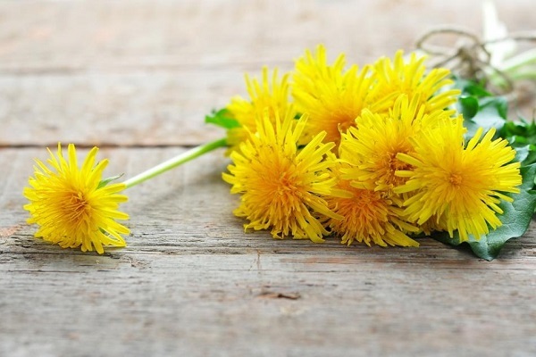 Растение от акне одуванчик