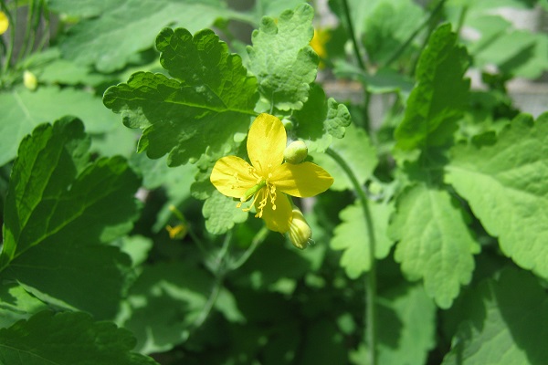 Трава чистотел