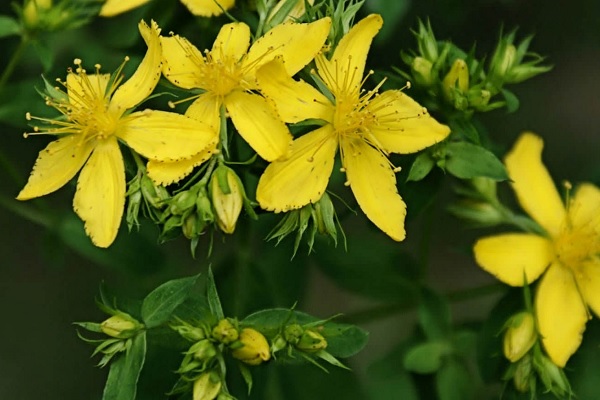 Цветки зверобоя