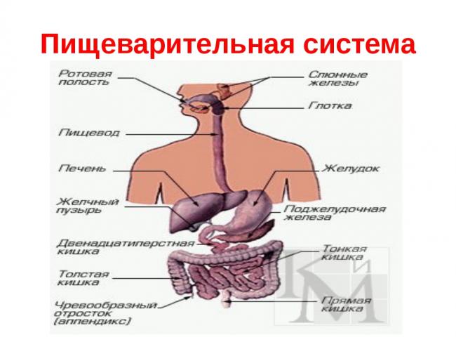 Где вырабатывается желчь