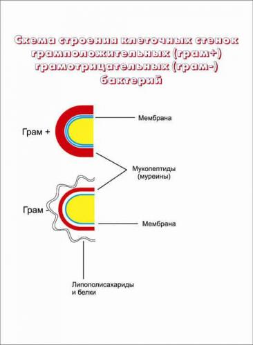Грамотрицательные и грамположительные бактерии – это важная характеристика микробов