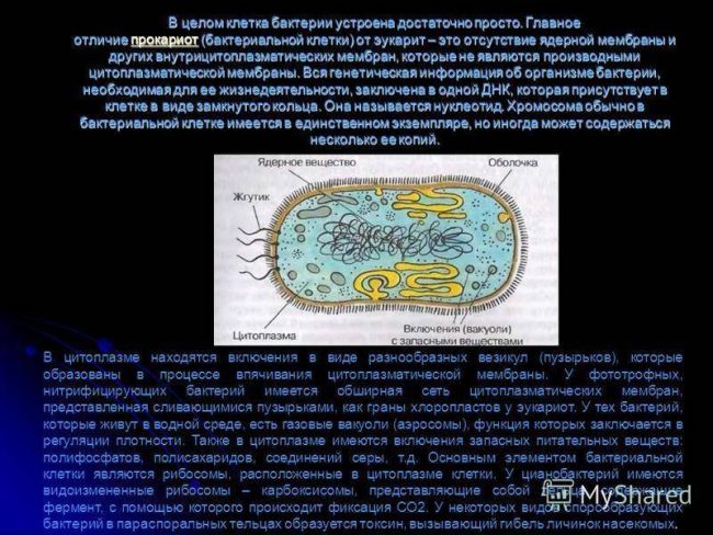Структура бактериальной клетки. функции, строение и особенности бактериальной оболочки