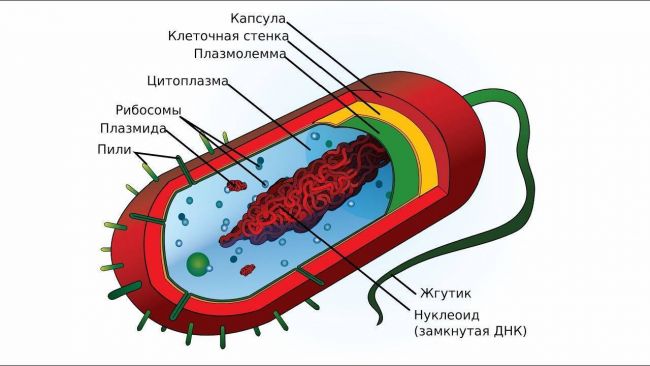 Бактерии – незаметные труженики, без которых невозможна жизнь на земле: каково их значение в природе?