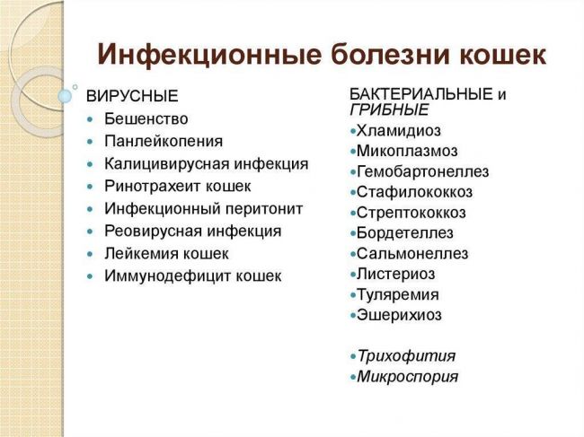 Вирусные инфекции собак и кошек (распространение, этиология, патогенез, диагностика и лечение)