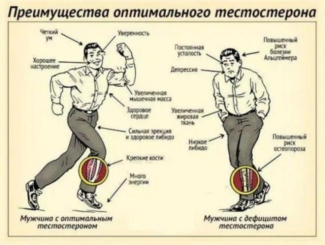 Тестостерон — что это такое, его норма у мужчин и женщин, как повысить уровень тестостерона | ktonanovenkogo.ru