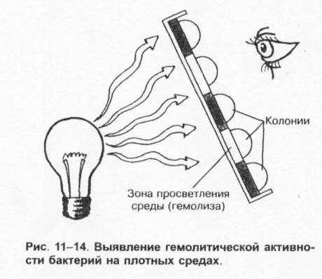 Анаэробные организмы — википедия. что такое анаэробные организмы