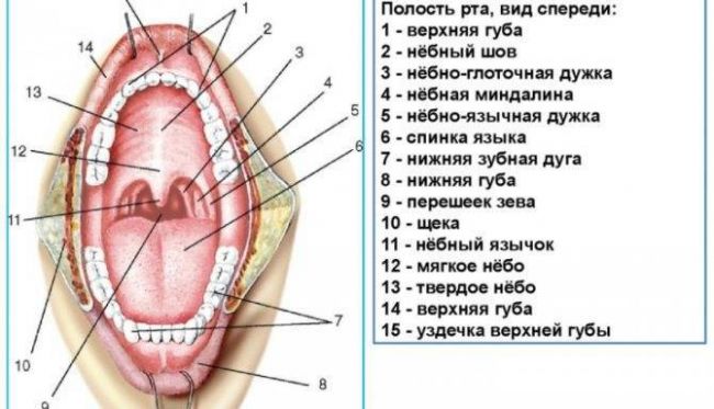 Гипертрофия небных миндалин: причины, симптомы, формы и степени заболевания