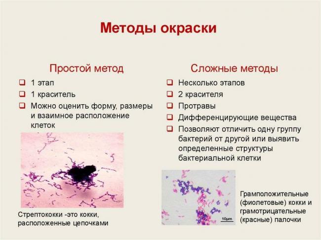 Отличия сложных методов окраски от простых методов. нарисуем невидимое, или методы окраски микроорганизмов. окраска по граму