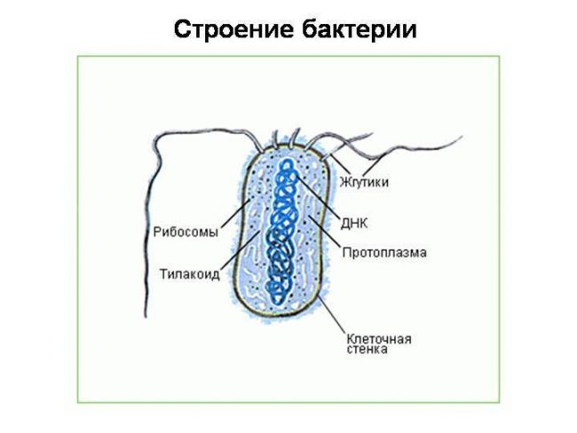 Полезные бактерии. роль и значение бактерий в жизни человека. фото