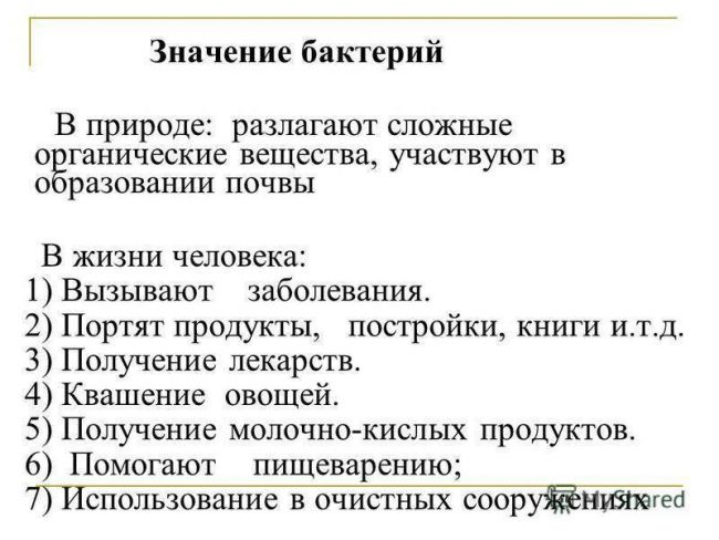 Полезные бактерии. роль и значение бактерий в жизни человека. фото