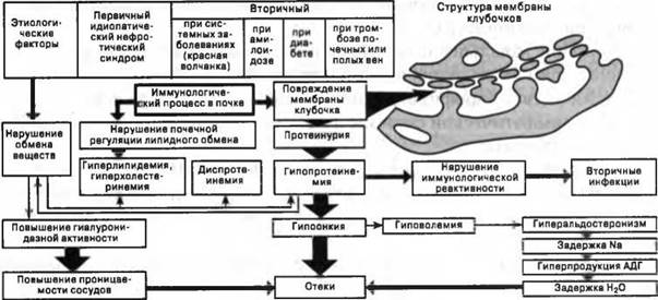 Нефротический синдром у детей - симптомы болезни, профилактика и лечение нефротического синдрома у детей, причины заболевания и его диагностика на eurolab
