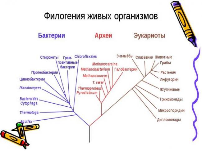 Методы как инструменты изучения бактерий их основных свойств