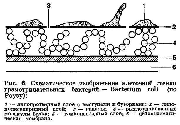 Антибиотики действующие на грамположительные и грамотрицательные бактерии