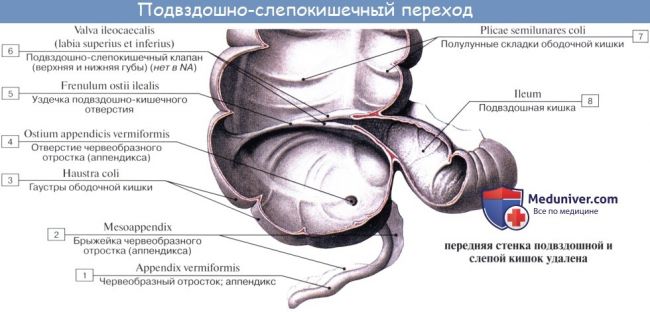 Особенности течения острого аппендицита при атипичном расположении червеобразного отростка