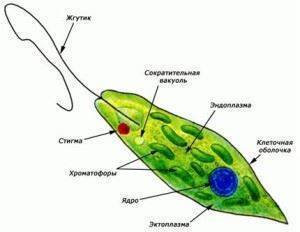 Какие особенности в строении клеток бактерий, животных и растений