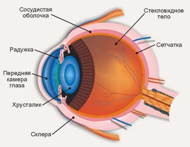Инструкция по применению СТЕКЛОВИДНОЕ ТЕЛО CORPUS VITREUM