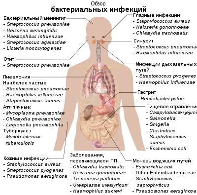Какие полезные, а какие неполезные бактерии для человека