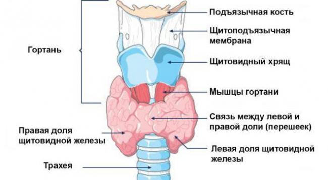 Симптомы заболеваний щитовидной железы