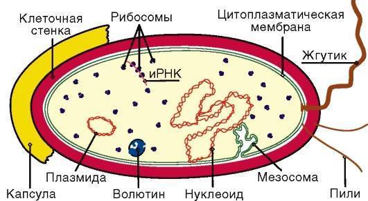 Царство бактерии — общая характеристика