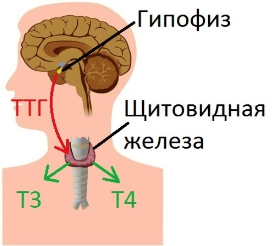Анализ на гормоны щитовидной железы: расшифровка