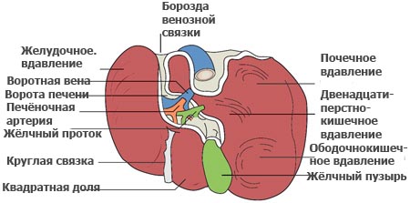 Фиброз печени 4 степени сколько живут