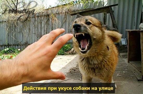 Употребление алкоголя после прививки от бешенства: совместимость