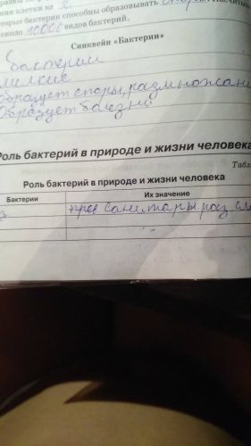 Бактерии и их роль в функционировании живой природы