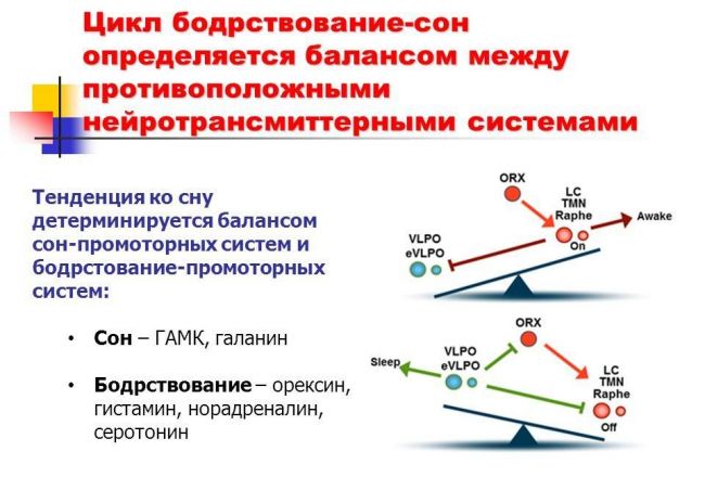 Меларитм: инструкция по применению и для чего он нужен, цена, отзывы, аналоги
