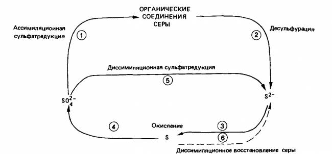 Структура бактериальной клетки. функции, строение и особенности бактериальной оболочки