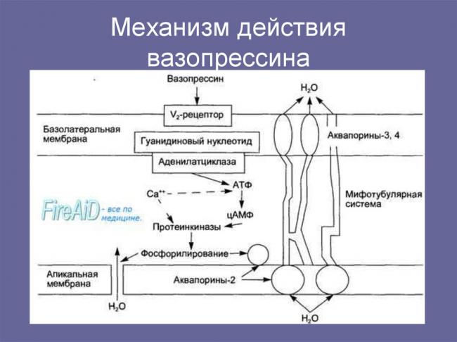 Антидиуретический гормон (вазопрессин, адг): что это за гормон