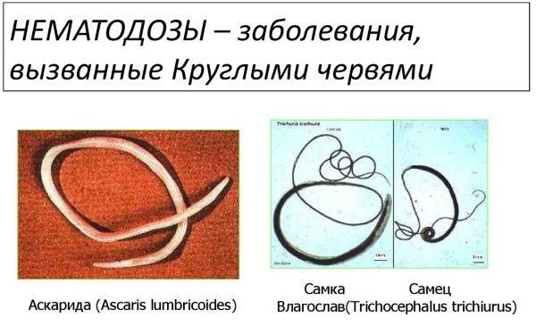 Немозол: инструкция по применению таблеток и для чего они нужны, аналоги, отзывы