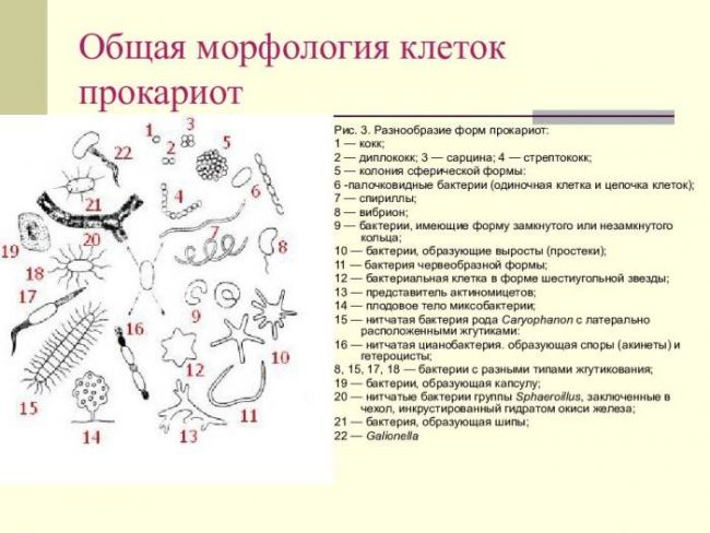 Размеры, форма, строение и подвижность бактериальной клетки — студопедия