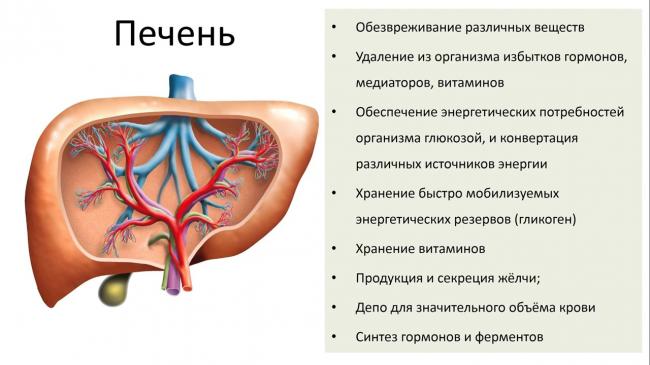 Что переваривает желчь