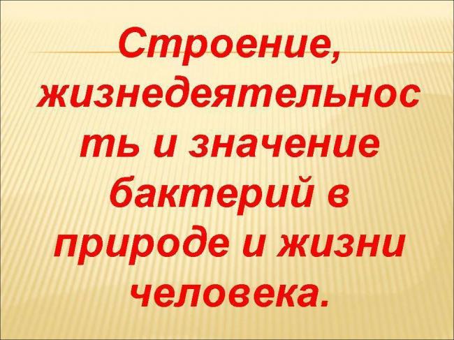 Разнообразие видов бактерий и способы их классификации