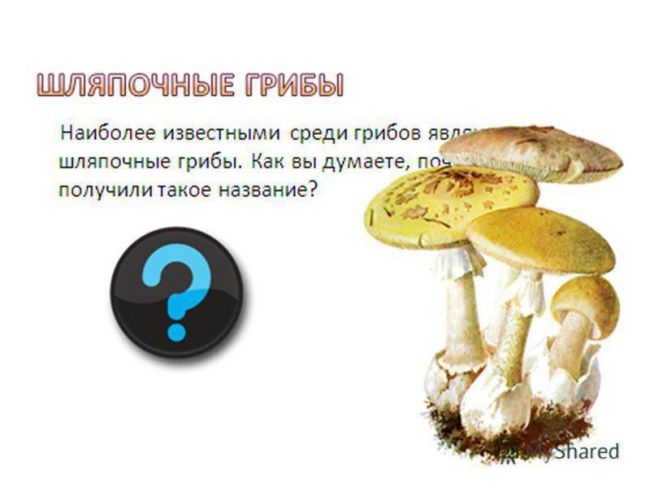 Презентация по окружающему миру на тему " царство живой природы. бактерии" ( 2 класс)