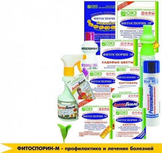 Bacillus subtilis: основные свойства, характеристики, особенности