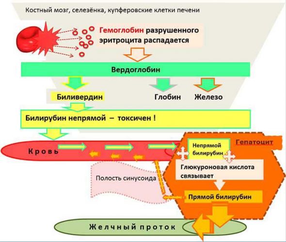 Как взаимосвязаны повышенный билирубин и синдром жильбера