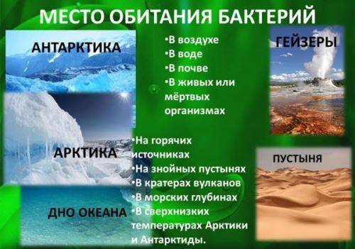 Биология в лицее