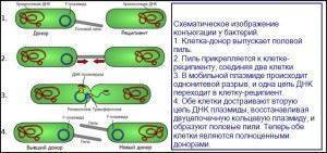 Экспрессия в клетках бактерий рекомбинантных днк